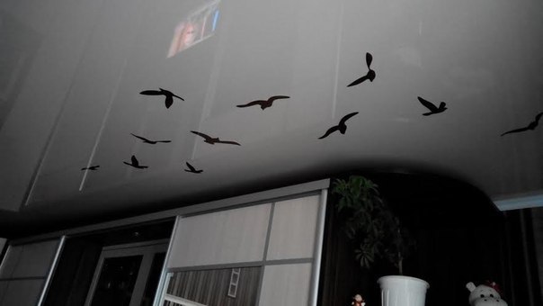 фото натяжной потолок наклейка летящие птички